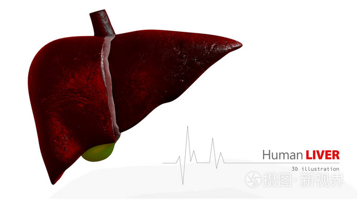 白色背景上的人类肝脏解剖