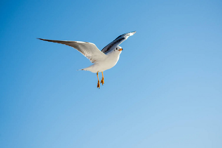 一只海鸥在蓝天下飞翔