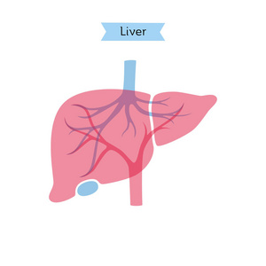 肝脏的载体孤立例证