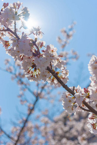 日本目黑区河东京樱花季节