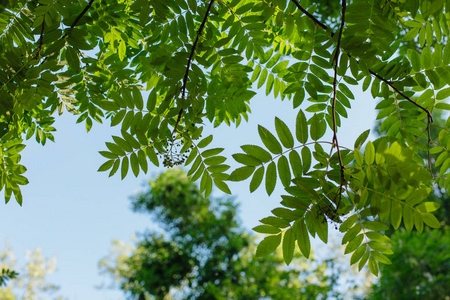 个阳光明媚的日子, 树上的绿叶在蓝天的背景下.复制空间相似素材图片