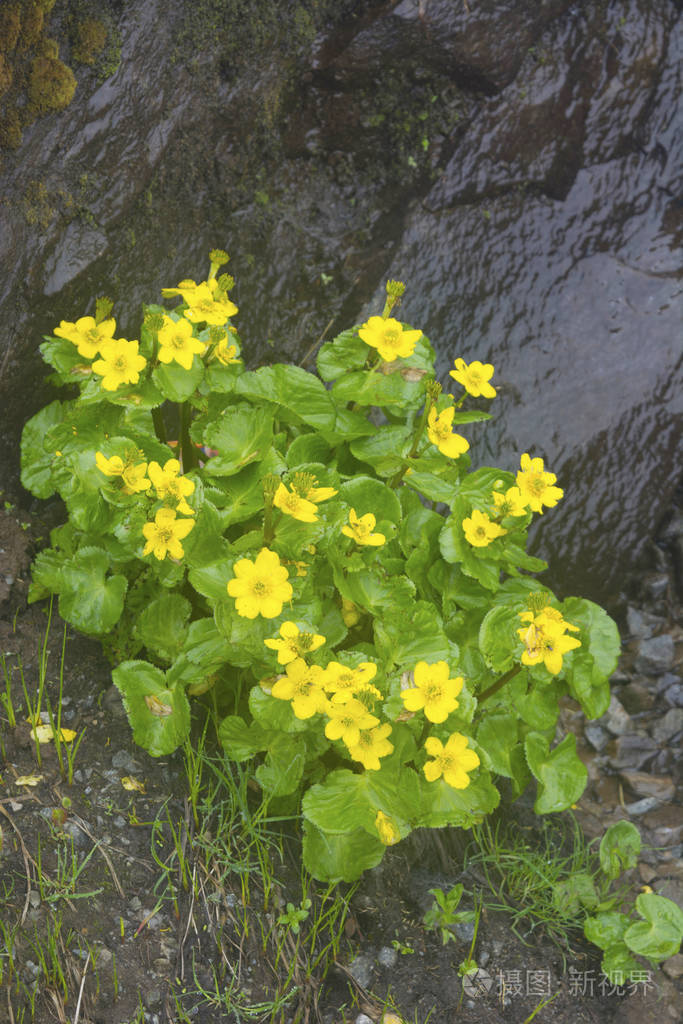 石龙芮 laetus 是一种多年生草本的高度2550 厘米.它有许多分支茎.基