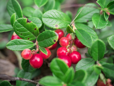 成熟的红莓浆果生长在森林里。美丽的自然背景