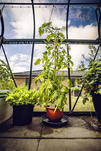 绿色番茄植物在一个红锅里生长的后院温室里