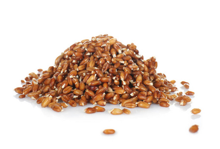 小麦草豆芽图片