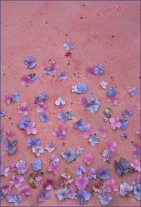 粉彩背景花绣球花瓣模板