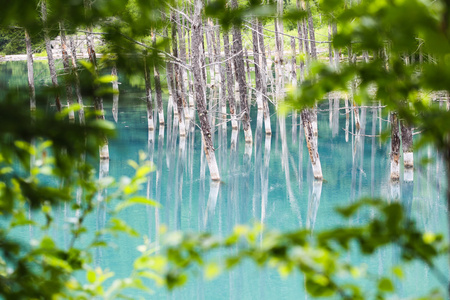 在北海道的蓝色池塘