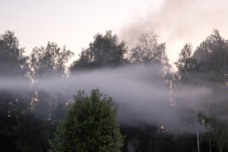森林在日落时浓雾