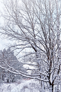 冬天。雪覆盖在森林里的树木