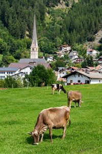 母牛放牧在村庄的教会前面 Burgeis, Vinschgau, 南蒂罗尔