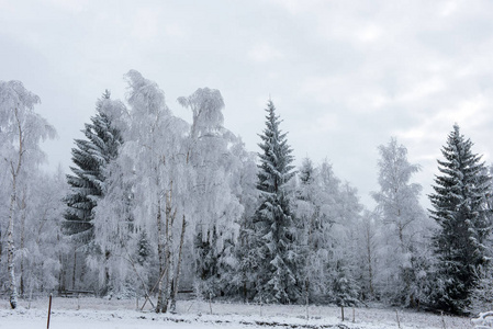 森林里的第一场雪。覆盖自然树木和植物的霜和霜