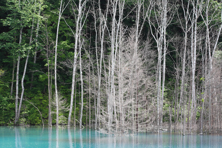 在北海道的蓝色池塘