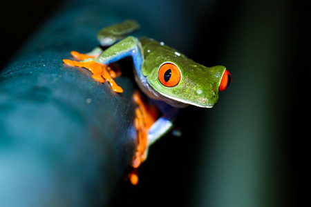 红眼树蛙agalychnis callidryas