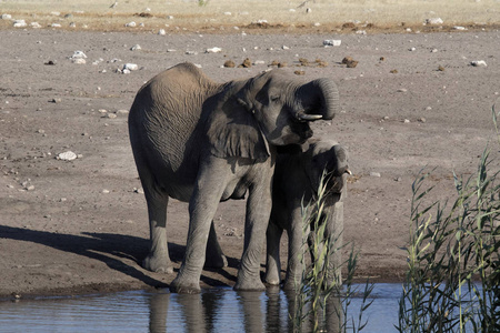 非洲大象群, 非洲象属基利坎贝尔, 水坑的饮用水, 纳米比亚 Etosha 国家公园