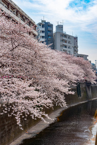 日本目黑区河东京樱花季节