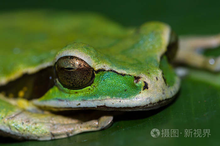 戴着面具的青蛙或蒙面的岩蛙种 personata