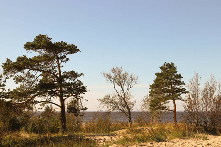 秋日在北德文斯克的 Yagry 岛上。独特的松树林。白色海海岸