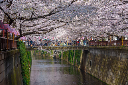 日本目黑区河东京樱花季节图片
