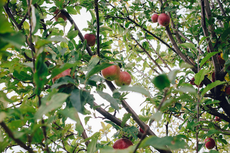 在果园, 收获季节关闭成熟的苹果