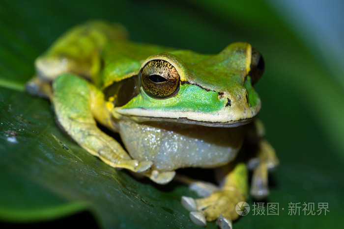 戴着面具的青蛙或蒙面的岩蛙种 personata