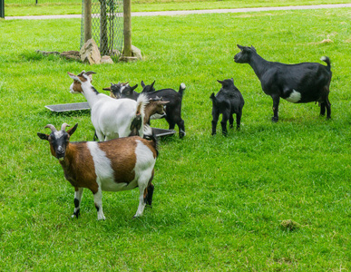不同的山羊家庭一起在牧场
