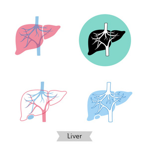 肝脏的载体孤立例证