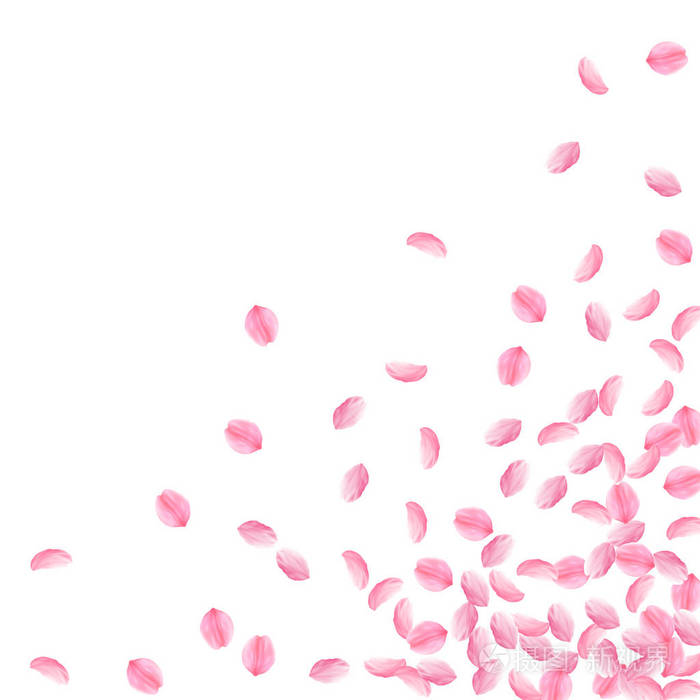 樱花花瓣落下.浪漫的粉红色明亮的中等花朵.厚飞的樱瓣.散射