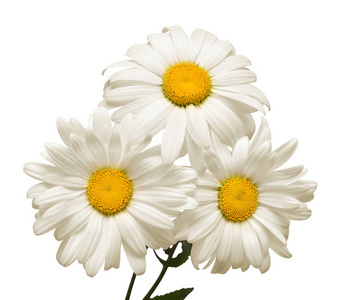 白色背景的花束白色菊花花。平躺, 顶部视图。花卉图案, 对象