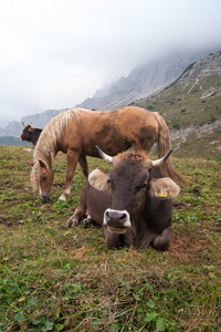 牛在一座山