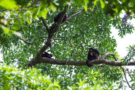 吼猴在哥斯达黎加