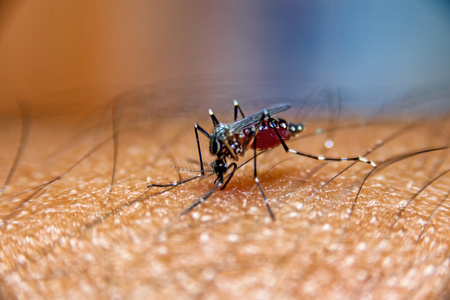 蚊子在人类皮肤上吸血，蚊子是疟疾 登革热 脑炎 Zika 病毒载体