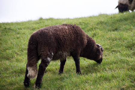一只褐色绵羊的背部和侧面从草原上的草地上觅食, 在德国西北部的自然漫步中用广角镜头拍摄