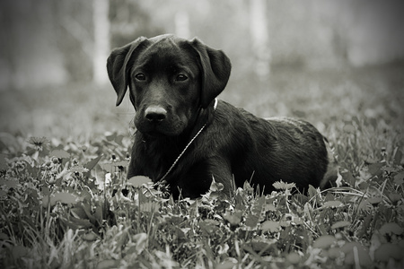 可爱黑色拉布拉多小狗躺在公园里，在夏天