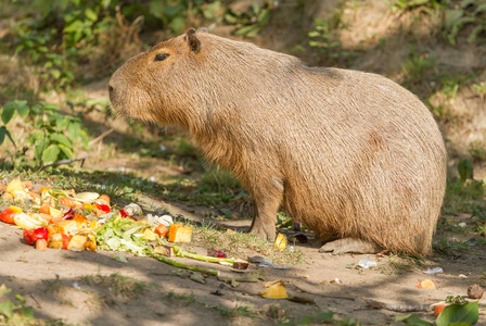 Capibara 大鼠吃水果