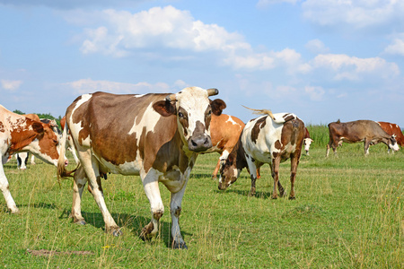 在夏天乡村景观的夏季牧场上的牛