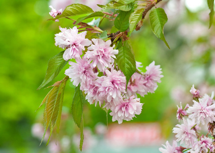 分支机构的粉红色开花日本樱花 tre