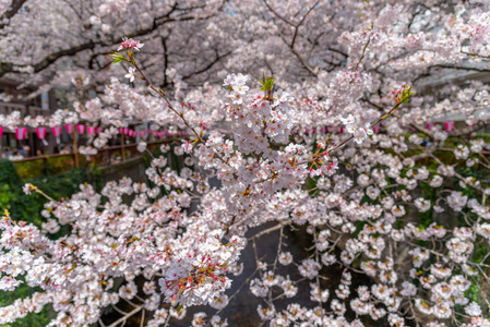 日本目黑区河东京樱花季节