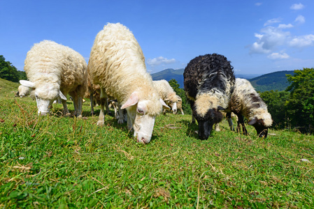 一只羊在山区夏日风景照片