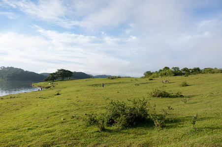 松树林和蓝天背景与绿色草甸, 草原