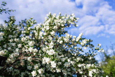 蓝天下盛开的苹果树