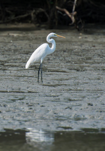 槟城湿地大白白鹭图片