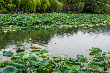 西子湖畔的莲花，