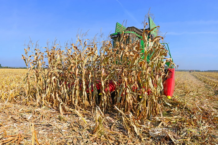 玉米收获结合在山水田园