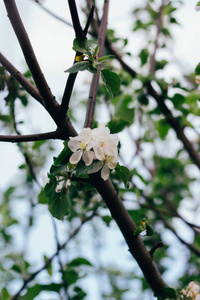 苹果树树枝, 在早春的花园里绽放出白花。