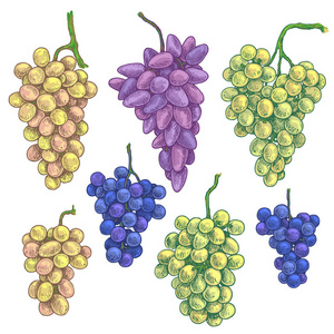 彩色葡萄集。手画成熟的蓝色, 粉红色, 黄色, 绿色的葡萄束在白色背景下分离。矢量草图. 背景。矢量草图