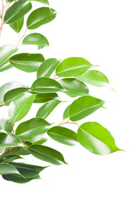 垂叶榕上白色孤立照片