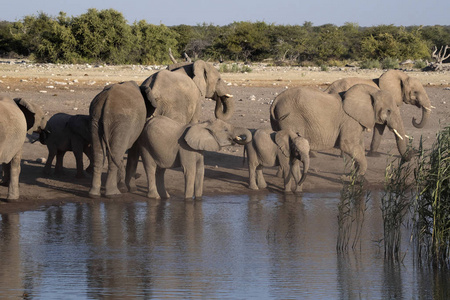 非洲大象群, 非洲象属基利坎贝尔, 水坑的饮用水, 纳米比亚 Etosha 国家公园