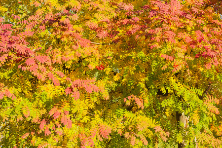 庄稼地分支的杂色背景树叶在秋天