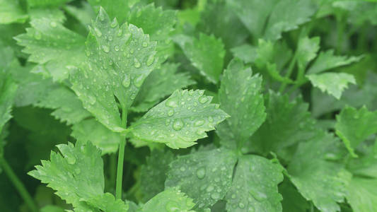 水芹菜黄鳝芹菜新鲜露水在早晨的叶子在温室水培花园, 关闭照片