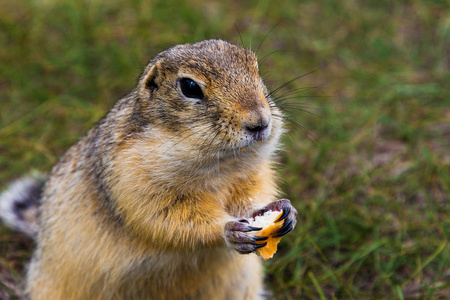 在田野里吃谷物的可爱野生地鼠肖像。特写照片